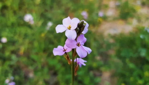 Close Erucaria Hispanica Pink Mustard Flower Brassica Flora Uae — Stock Fotó
