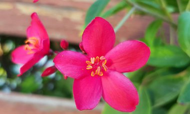 Jatropha integerrima (Peregrina, Spicy Jatropha, fizik fındık, ısırgan otu).