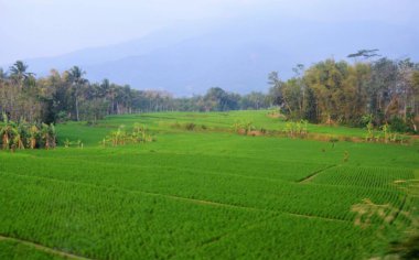 Güney Asya 'daki yeşil pirinç tarlalarının ve dağların yaygın güzel doğa manzarası..