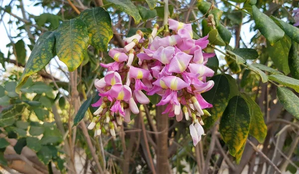 Fioritura Olneya Tesota Fiori Ironwood Albero Flora Dubai — Foto Stock