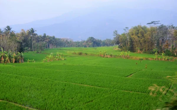Common Beautiful Nature View Green Rice Fields Mountain South Asia — Stock Photo, Image
