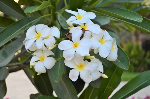 Цветущие Белые Plumeria Frangipani Plumeria Pudica Apocyna Флора Дубае — стоковое фото