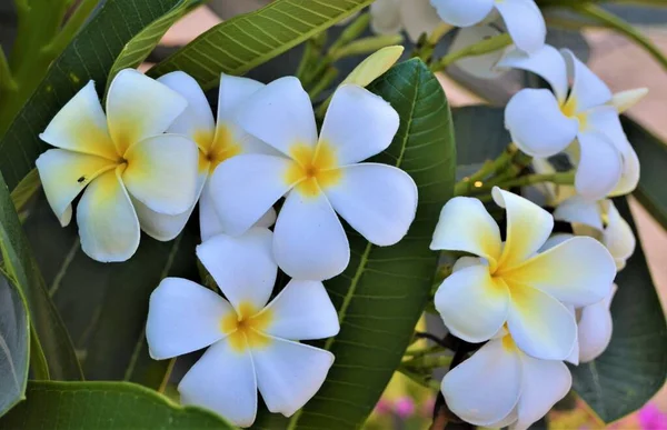 Kwitnąca Biała Plumeria Frangipani Plumeria Pudica Apocyna Flora Dubaju — Zdjęcie stockowe