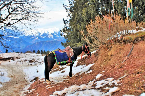 Cavalo Está Descansando Uma Subida Nevada Com Montanhas Cobertas Neve — Fotografia de Stock
