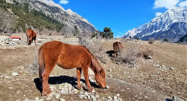 A scenic beauty and tranquility of nature and grazing horses in early winter, Kalam Valley, Northern Upper Pakistan.