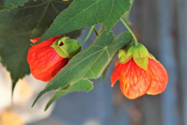Çiçekli egzotik güzellik Callianthe Darwinii (Abutilon, Darwin 'in Mallow' u), Türk florası.