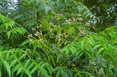 Blossoming Melia azedarach (Chinaberry tree, Persian Lilac, syringa berrytree, white cedar), flora in UAE.