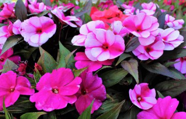 Mixed colors of Impatiens walleriana (Impatiens sultanii, busy Lizzie (British Isles), balsam, sultana, impatiens semi-succulent).