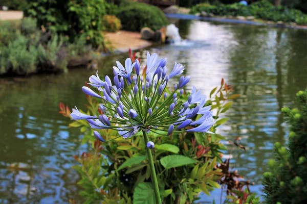 Blooming Agapanthus praecox (common agapanthus, blue lily, African lily, lily of the Nile), Turkiye.