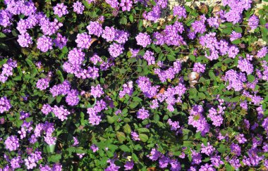 Blooming Dwarf Lantana montevidensis (trailing lantana, weeping lantana, creeping lantana, trailing shrub verbena).