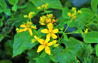 Çiçek açan yabani otlar, Türkiye dağlarındaki Aziz John 's-wort (Hypericum perforatum) bitkisini deler..