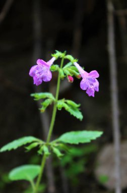 Close up of Calamintha grandiflora (the large-flowered calamint, showy calamint, mint savory), Turkiye.