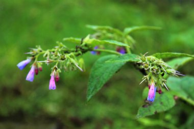 Symphytum asperum flowers (Symphytum-Boraginaceae, rough comfrey, prickly comfrey), flora of Turkiye.