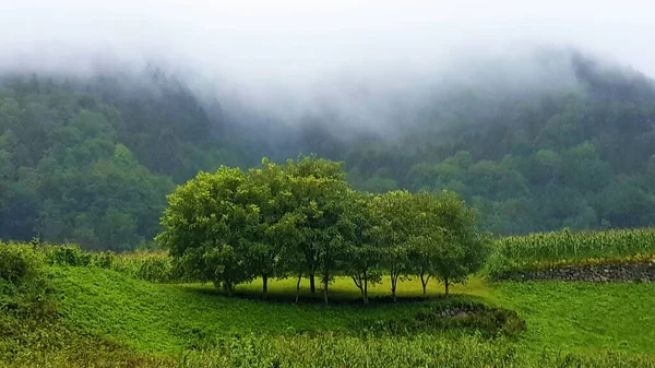 Het Mooiste Landschap Van Groene Natuur Bewolkte Dag Uzungol Turkiye — Stockfoto