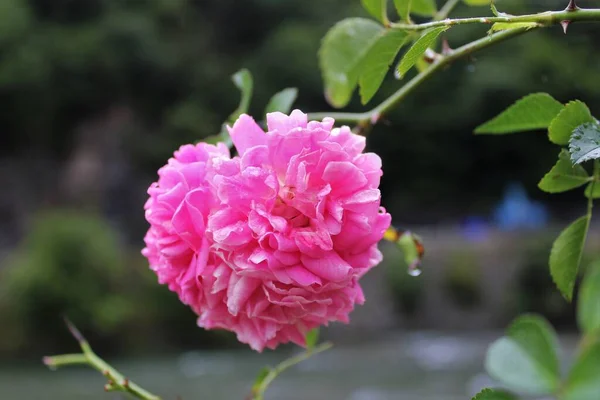 A beautiful pink climbing rose flower in cluster globe-shaped (rosa setigera).