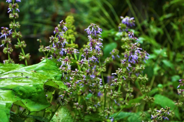 Wild salvia verticillata (the lilac sage, whorled clary, purple rain).