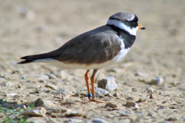 The Kentish plover (Charadrius alexandrinus), a small cosmopolitan shorebird, Wetland, UAE.