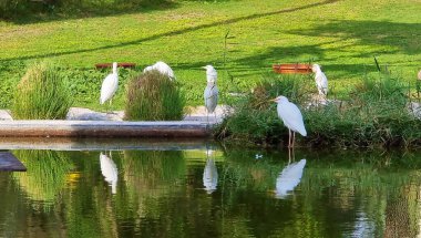 Göldeki bir sürü balıkçıl (Bubulcus ibis), Bataklık, BAE.