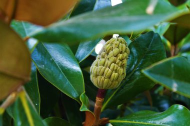 Bitkinin üzerinde Magnolia grandiflorasının olgunlaşmamış meyvesi (güney manolyası, boğa körfezi)).