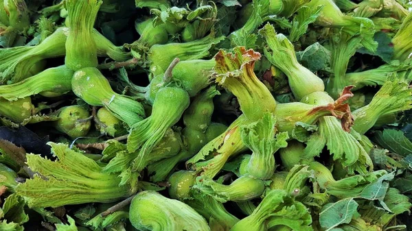 Bahçeden taptaze, fındık ağacı 'Kentish Cob' (Corylus 'Hazel Kent Cob', Corylus maxima 'Lambert' s Filbert 'Cobnut), Türkiye.