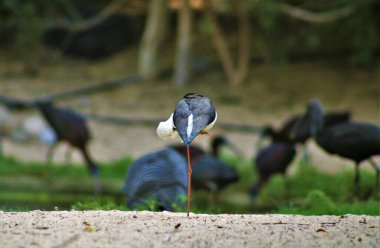 Siyah kanatlı stilt (Himantopus himantopus), çamurlu yassı kuşlar, tek bacaklı, Wetland, BAE. 