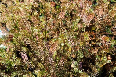 Lepidium virginicum L. (Biber otu, dar yapraklı biber otu, yol kenarı biber otu, biber otu.)