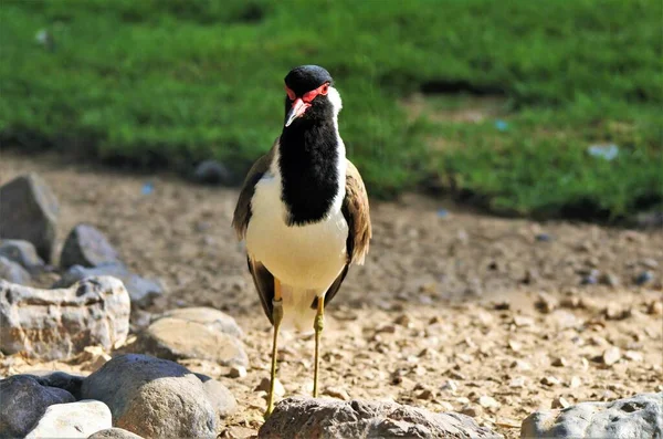 Red Wattled Lapwing Vanellus Indicus Asian Lapwing Large Plover — Foto Stock