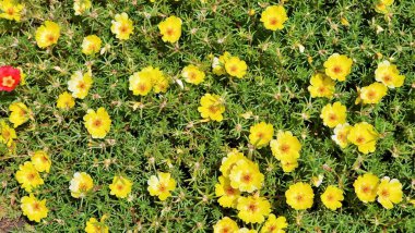 Portekiz 'in tek çiçekli umbraticola Kunth (kanat kapsülü purslane, Crownpod purslane, rosemoss).