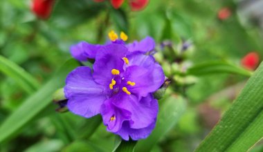 Tradescantia bracteata 'ya yakın çekim (uzun brakt örümcek otu, çayır örümceği otu)).