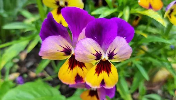 Close Blooming Garden Pansy Displays Large Showy Face Markings Viola — Stock Photo, Image