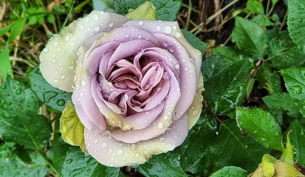 Piękno Estetyczne Odcieni Srebra Liliowego Róża Ogród Różany — Zdjęcie stockowe