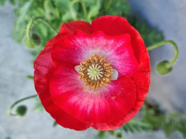 Close-up of Papaver rhoeas (common poppy, corn poppy, corn rose, field poppy, Flanders poppy, red poppy), Kazbegi, Rep.of Georgia.
