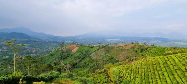Bandung, Batı Cava, Endonezya kırsallarındaki yeşil çay çiftliğinin güzel bir doğa manzarası..