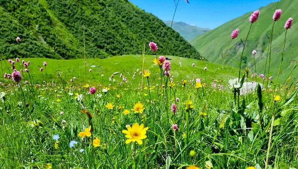 Scenic beauty of wildflowers on green mountains, Juta valley, Republic of Georgia.