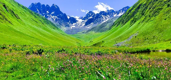 Scenic beauty of wildflowers on green mountains, Juta valley, Republic of Georgia.