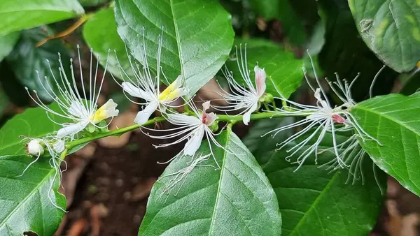 Cappparis micracantha (kapari çiçeği, kapari çalıları, kapari çalıları).