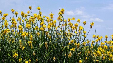 Spartium junceum (İspanyol süpürgesi, süpürge, dokumacı süpürgesi).