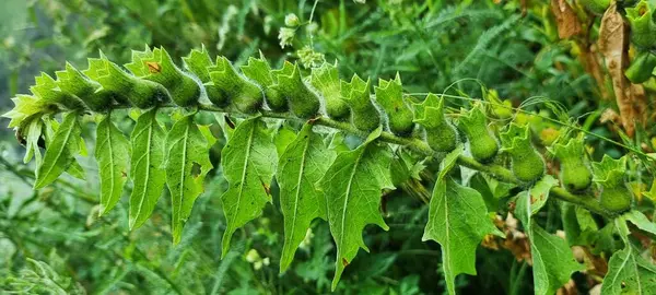 Henbane meyveleri (Hyoscyamus niger, siyah hebane, kokuşmuş itüzümü)).