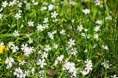 Blooming Saxifraga granulata (Meadow Saxifrage), Juta Valley, Gürcistan.