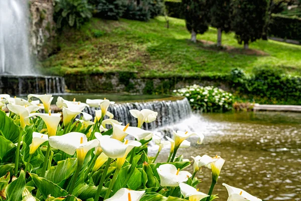 Prachtig Italiaans Park Met Calla Bloemen Waterval Italië Lazio Tivoli — Stockfoto