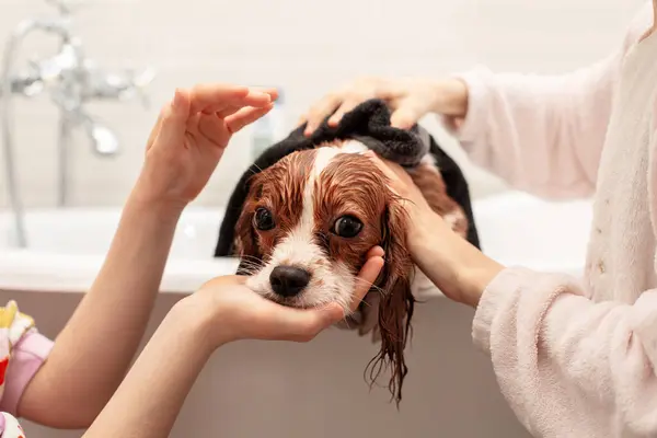 Meninas Cuidando Seu Animal Estimação Limpe Seque Cão Com Uma — Fotografia de Stock