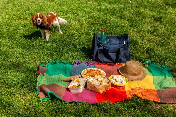 Picnic time, food on a colorful blanket, cooler bag on grass at summer park. Sandwiches with egg and tuna, pie with rice and meat, vegetables and cookies. Dog on background.