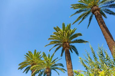 Mavi güneşli gökyüzünde üç palmiye ağacının görüntüsü. Uzayı kopyala, güneşli arkaplan.