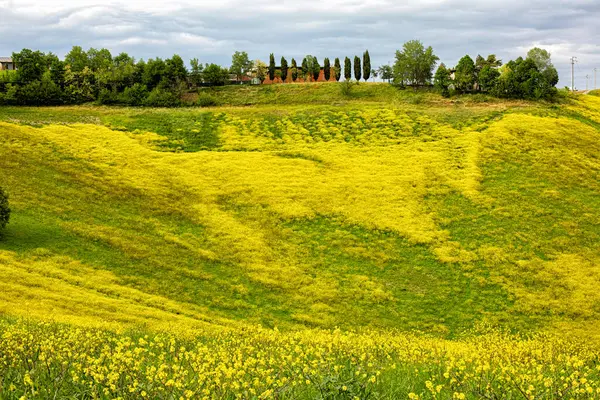 Ріпакові Квіти Вкривають Італійську Сільську Місцевість Жовтим Кольором Муніципалітеті Вальсамогі Ліцензійні Стокові Фото