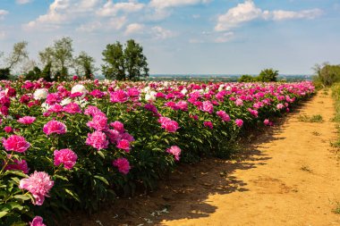 Şakayık ya da Şakayık çiçekli bahçe. İlkbahar, İtalya. Güzel İtalyan manzarası, Emilia Romagna. 