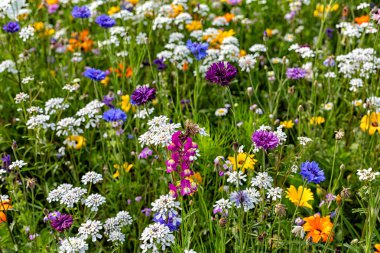 Güzel yabani çiçek arkaplanını kapatın. Arı Çayırı 'nda bitkiler, kır çiçekleri, çiçekler arılara Avrupa' daki Alpler dağlarında yeterince polen ve nektar kaynağı sunuyor..