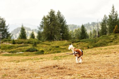 İtalyan Alp Dağları 'nda koşmak, köpekçilik oynamak. Genç kadın Şövalye Kral Charles Spaniel.