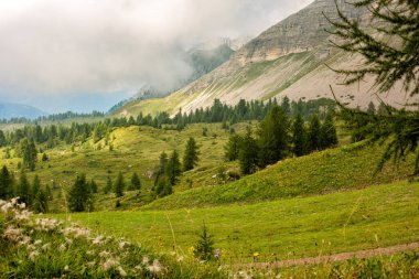 İtalya 'nın sisli ve bulutlu bir gününde Adamello Brenta Ulusal Parkı' nın tepesinde. Firavun ağacı, çayırlar. Madonna di Campiglio köyü yakınlarındaki Dolomitler. Yaz sonu, 2024.