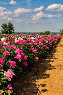 Şakayık ya da Şakayık çiçekli bahçe. İlkbahar, İtalya. Güzel İtalyan manzarası, Emilia Romagna. Dikey resim.