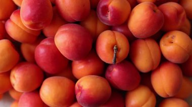 Kayısı hasadı, canlı turuncu, kıpkırmızı kenarlı yaz meyveleri. Yemek arkaplanı, video.